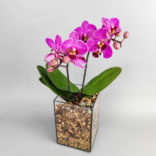 Orquidea Roxa mini