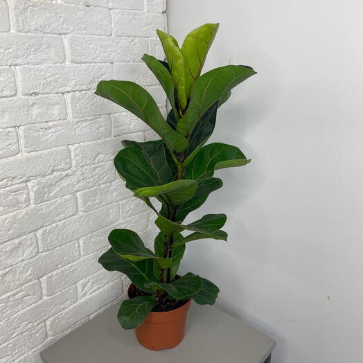Planta de casa ficus lyrata