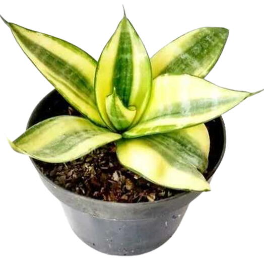 Espadinha Sta. Barbara - Sansevieria M