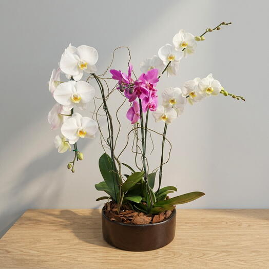Kit Orquidea