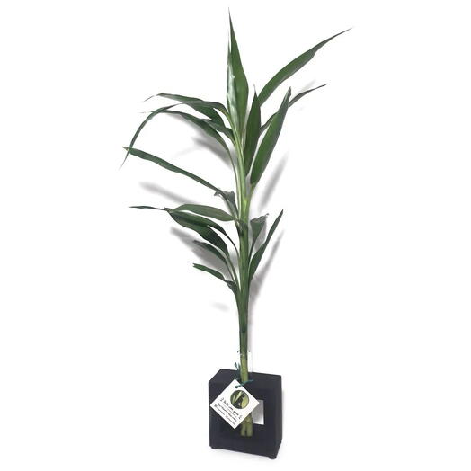 Bambu da Sorte com Vaso e Suporte (2 Hastes) Preto