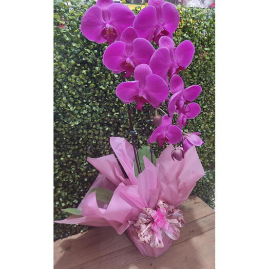 Orquidea Natural Lilas