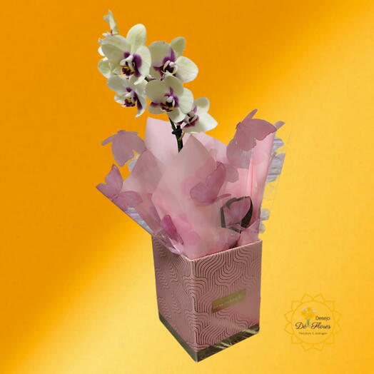 Orquideas Mini Radiante Estou - 🌷 DIA DAS MÃES
