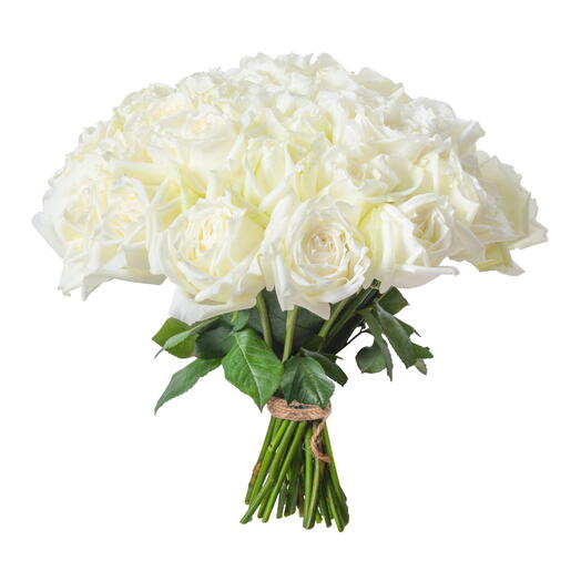 Rosas Brancas