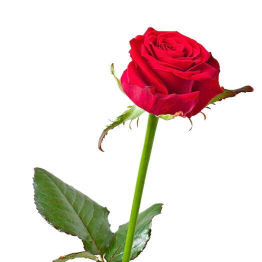 RosaVermelha