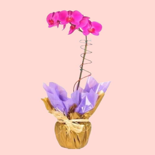 Orquidea Phalaenopsis Pink
