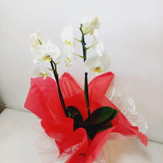 ORQUIDEA  PHALEN BRANCA