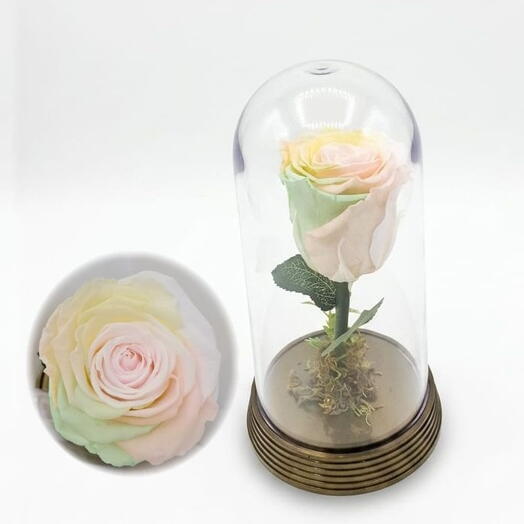 Rosa Encantada- Arco Iris Pastel
