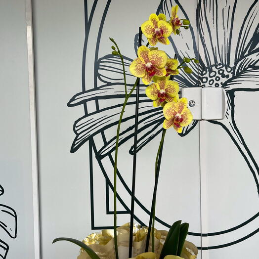 Orquidea Amarela