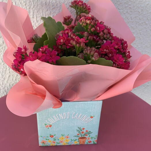 Kalanchoe