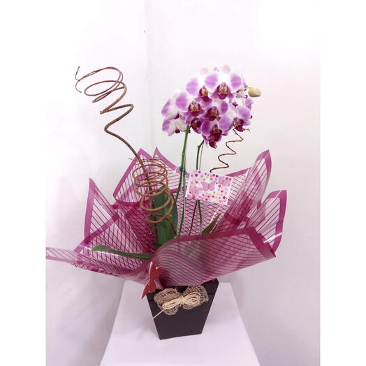 Orquidea Phalaenopsis com 2 Hastes Colorida