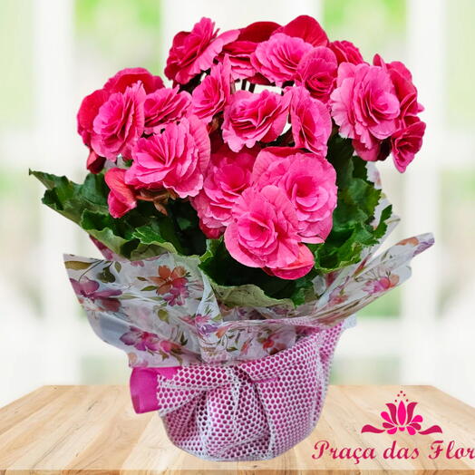 Vaso de Flores Begonia P