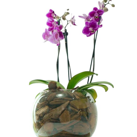 Mini Orquidea Roxa em Vidro