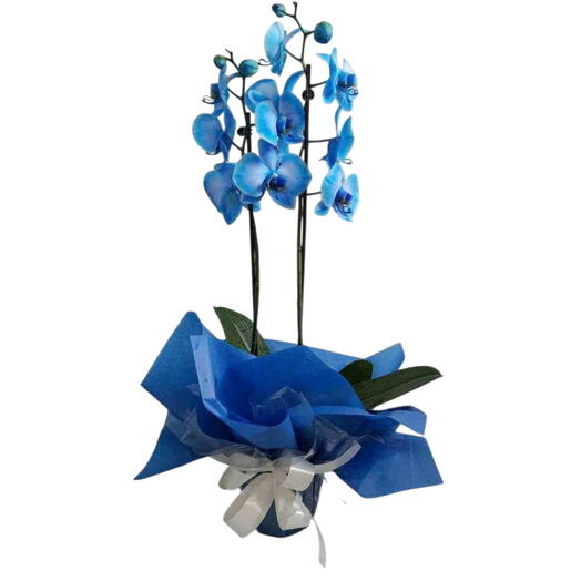 Orquidea Phalaenopsis Azul
