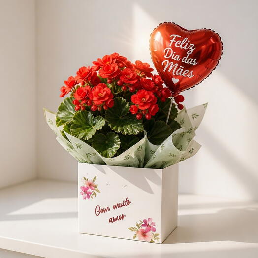 Begonia encanto vermelho " Dia das Mães"