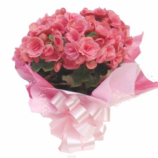 Begonia Rosa