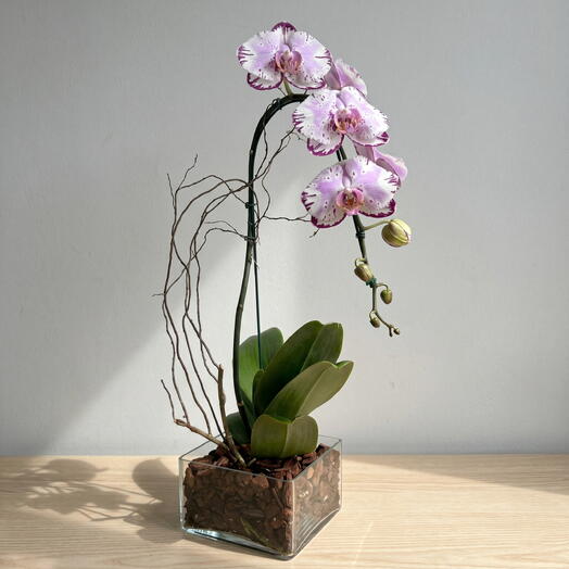 Oquidea Lilas