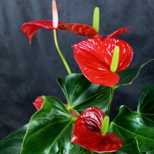 Anturio no Vidro Aquario