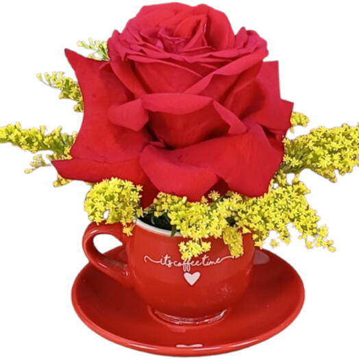 Rosa Colombiana na Xicara