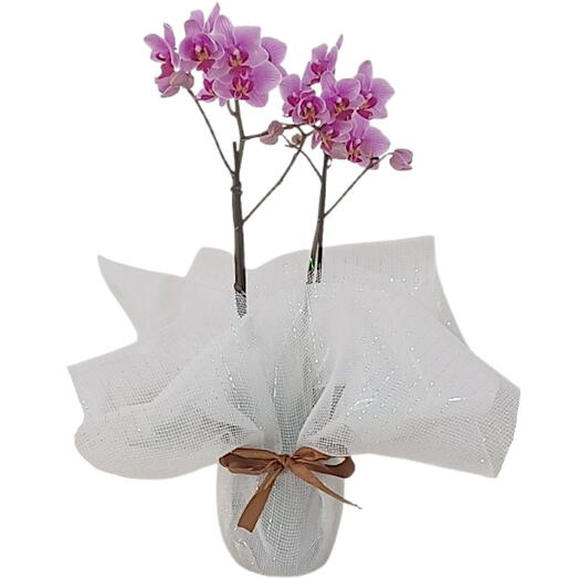 Orquidea Mini Phalaenopsis Cor de Rosa embalada na tela metalizada