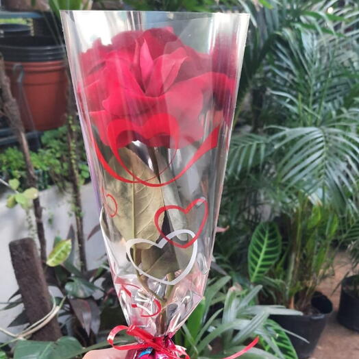 Rosa Unitaria com Bombom