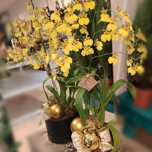 Box com Orquidea Chuva de Ouro