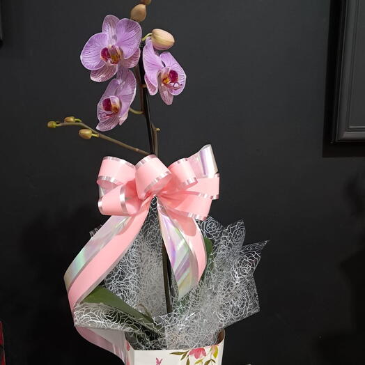 Orquidea Phalaenopsis Uma Haste