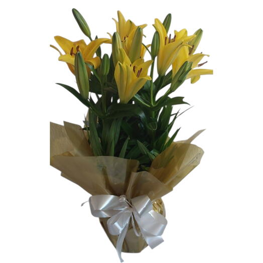 Lirio Amarelo Plantado