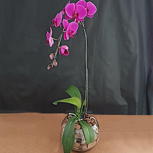 Orquidea phalaenopsis pink cascata no vidro aquario