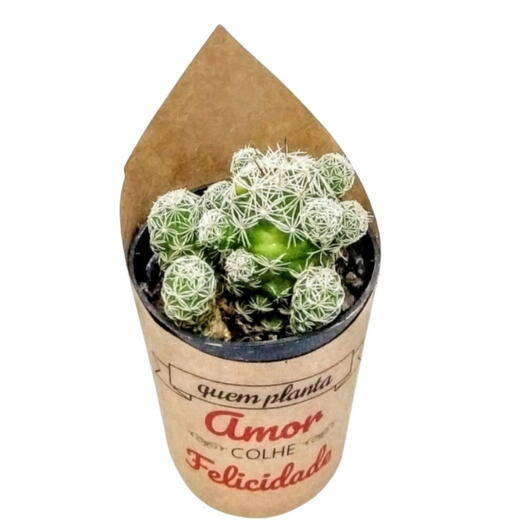 Cacto em Cachepot Tamanho 6