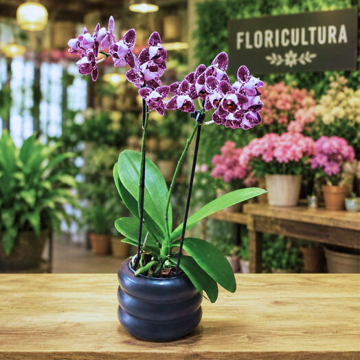 Orquidea Phalaenopsis Roxo mesclado