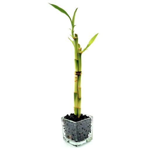 Vasinho de Vidro com Três Bambu da Sorte (Preto)