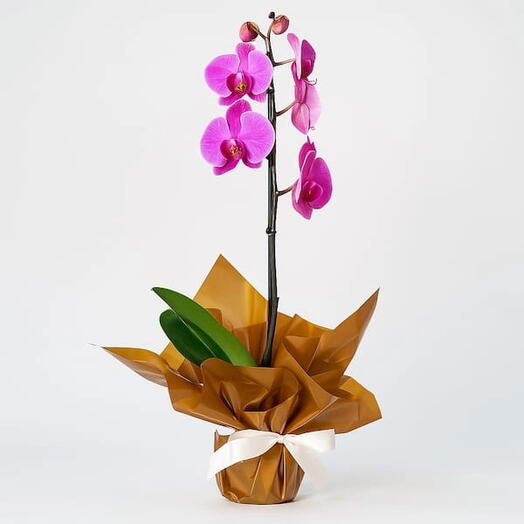 Orquidea Phalaenopsis Uma Haste Para Presente Orquidea