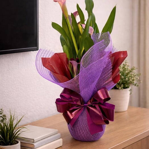 Callas