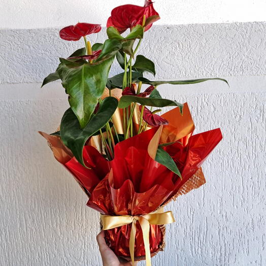 Flor Anturio