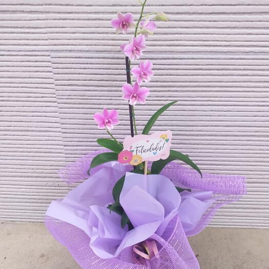 Orquidea denfales na tela com pick