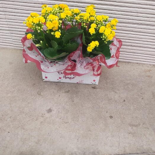 2 vasos de calanchoe na cesta paper