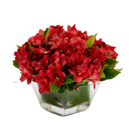 Arranjo de Astromelia em vaso – Alissa