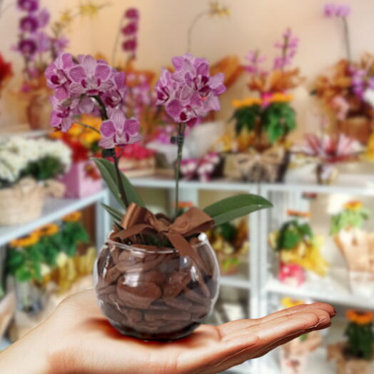 Orquidea phalaenopsis baby rosa no vidro