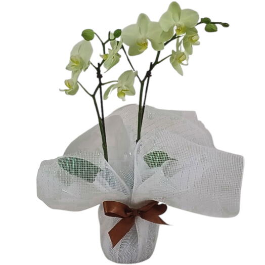 Orquidea Mini Phalaenopsis verde limão embalada na tela metalizada
