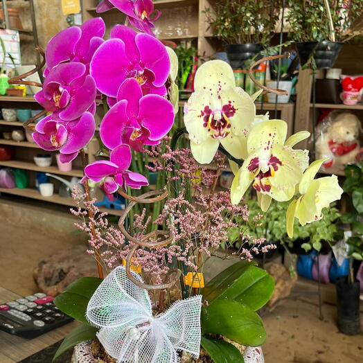 Arranjo de Orquideas