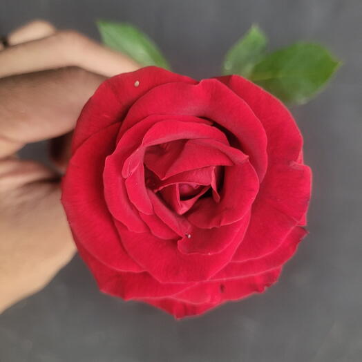 Rosa Vermelha Simples