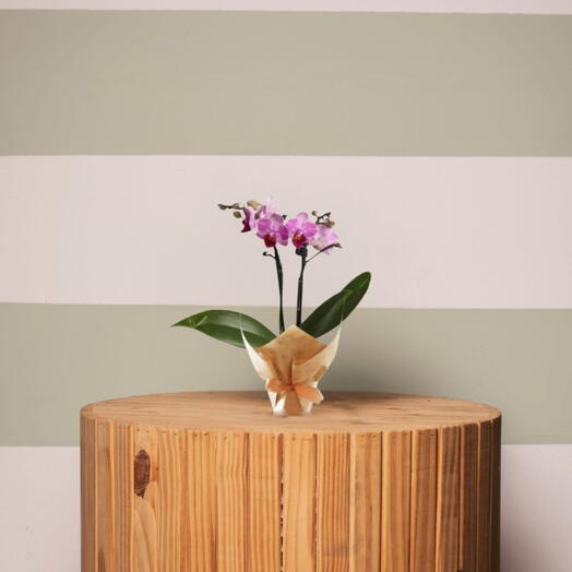 Mini Orquidea Cor Variada
