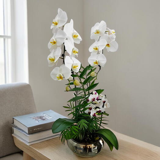 Combo Jardim De Inverno