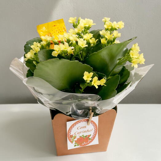 Flores em Caixa Kalandiva Amarela