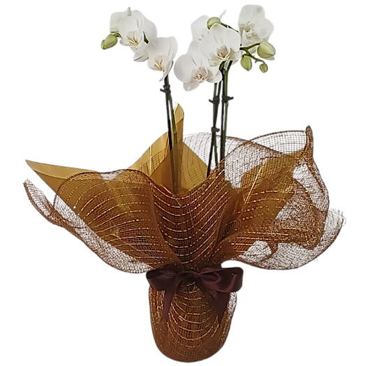 Orquidea Mini Phalaenopsis branca embalada na tela metalizada