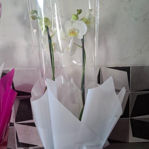 Orquidea