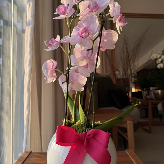 Orquidea Rosa