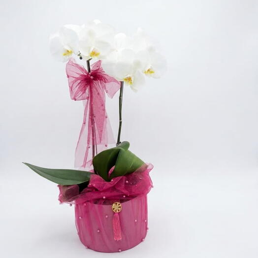 Orquidea Box Glamour pink
