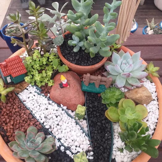 Arranjo de suculenta em bacia de cerâmica crua